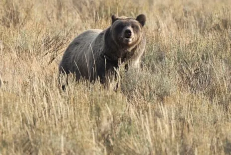Hiker Attacked by Grizzly in Yellowstone Flown to Hospital